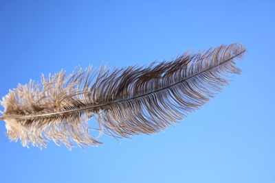 Low angle view of plant against clear blue sky