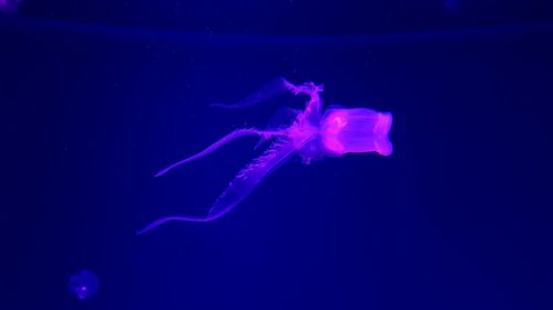 Close-up of jellyfish swimming in water