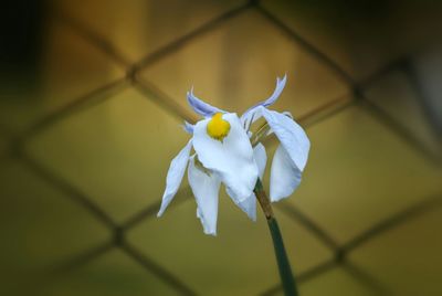 Close-up of white flowers