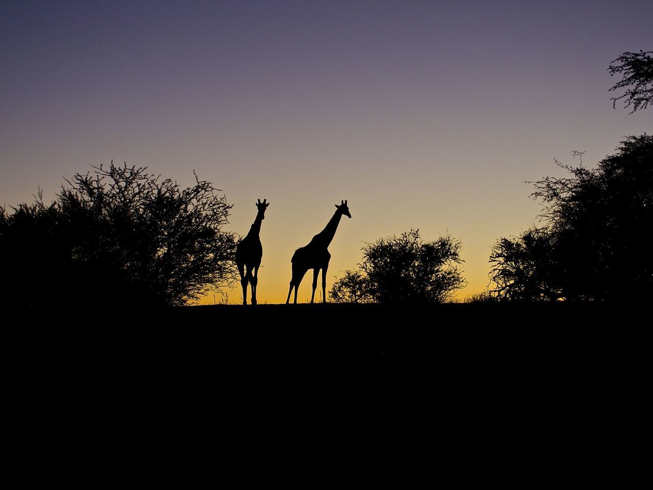 silhouette, tree, domestic animals, men, sunset, mammal, real people, horseback riding, nature, clear sky, full length, leisure activity, outdoors, two people, sky, day, friendship, people