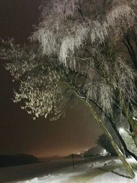 Close-up of frozen tree against sky during winter