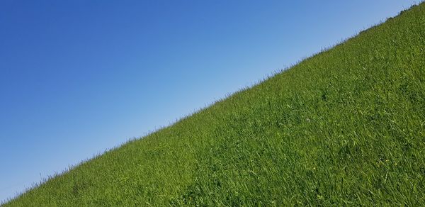 Plants growing on field against clear sky