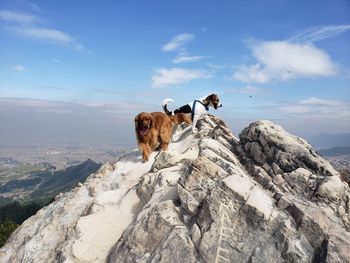 Dog on rock against sky