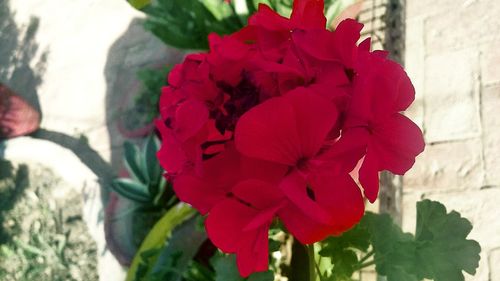 Close-up of red flower blooming outdoors