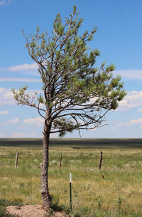 Tree on field against sky