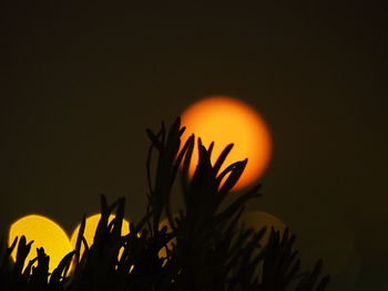 Silhouette plant against orange sky