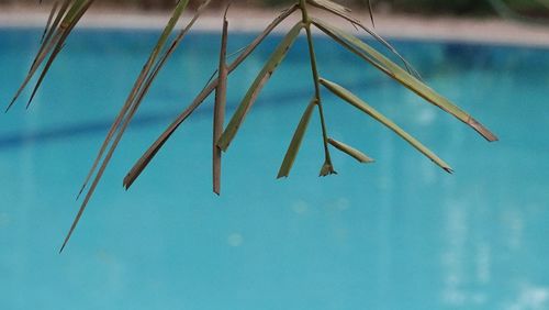 Close-up of blue water