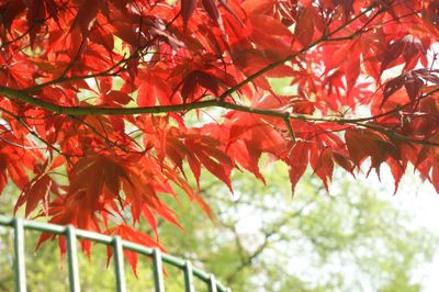 Low angle view of maple tree