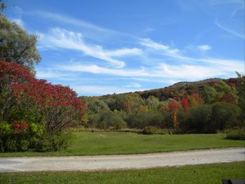 Trees on landscape against sky