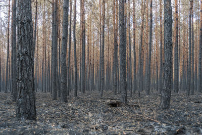 Pine trees in forest