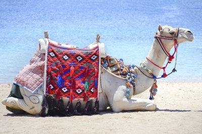 Camel on the beach, which can be photographed