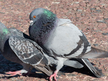 High angle view of pigeon perching on field