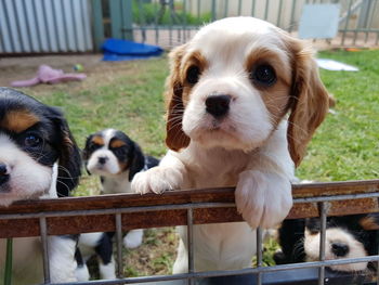 Close-up portrait of puppy