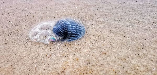 High angle view of shell on beach