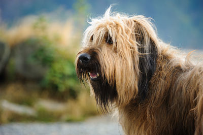 Close-up of briard looking away