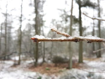 Close-up of frozen tree in forest during winter