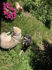 High angle view of cat on field