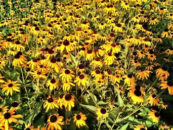 Yellow flowers blooming in field