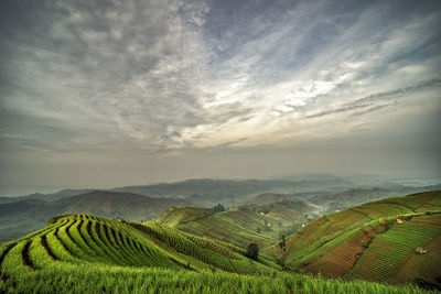 Scenic view of agricultural field against sky