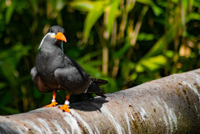 Close-up of bird perching on wood