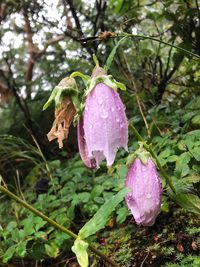 Close-up of wet pink flowering plant