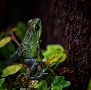 Close-up of a frog on tree trunk