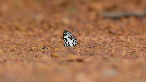 Close-up of insect on sand