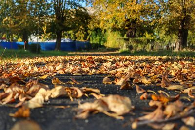 Autumn leaves on fallen tree