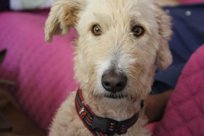 Close-up portrait of dog at home