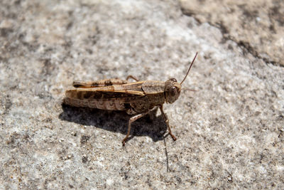 A cricket laying on the floor