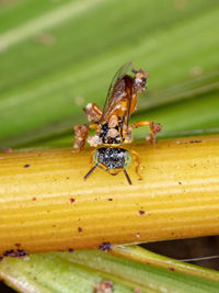 Close-up of bee on leaf