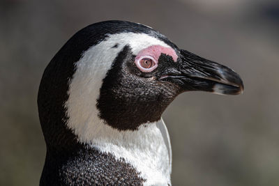 Close-up of penguin looking away