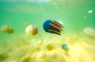 Close-up of fish swimming in sea