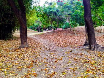 Fallen leaves on tree