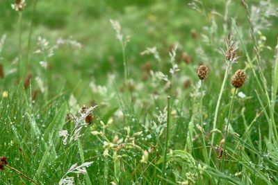 Close-up of flowering plant on field