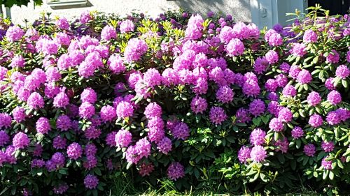 Close-up of pink flowering plants