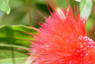 Close-up of pink flowers