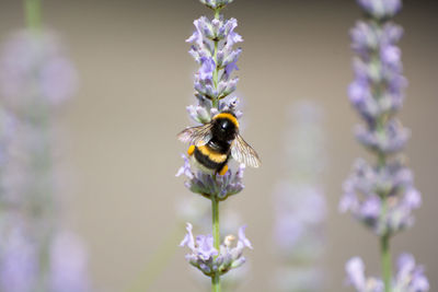 Close-up of bee on purple flower