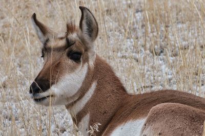 Close-up of deer on field