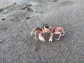 High angle view of crab on sand