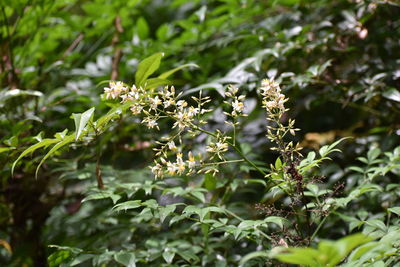 Close-up of flowering plant