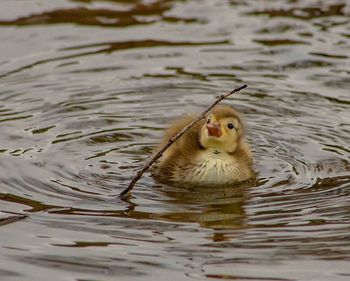 Duck swimming in lake