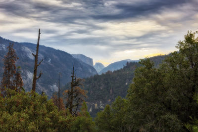 View of trees in forest against cloudy sky