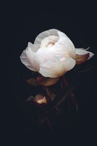 Close-up of white rose against black background