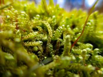 Full frame shot of plants