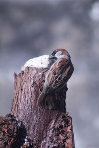 Close-up of bird perching on wooden post