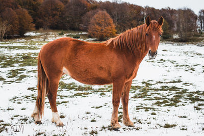 French mountain horse grazing, bergamo pre-alps, italian landscape