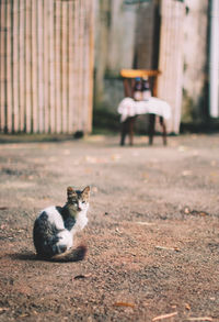 Cat sitting on floor