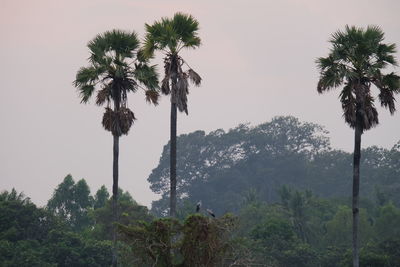 Palm trees against sky