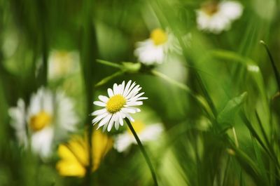 Close-up of white daisy flowers